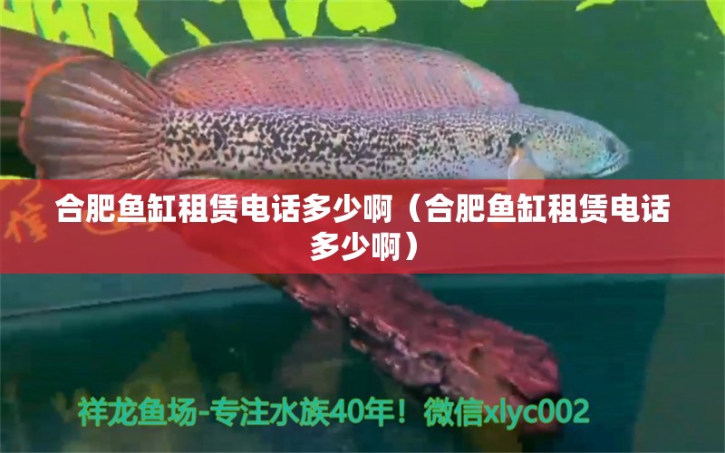 合肥鱼缸租赁电话多少啊（合肥鱼缸租赁电话多少啊）