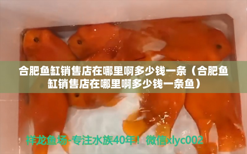 合肥鱼缸销售店在哪里啊多少钱一条（合肥鱼缸销售店在哪里啊多少钱一条鱼）