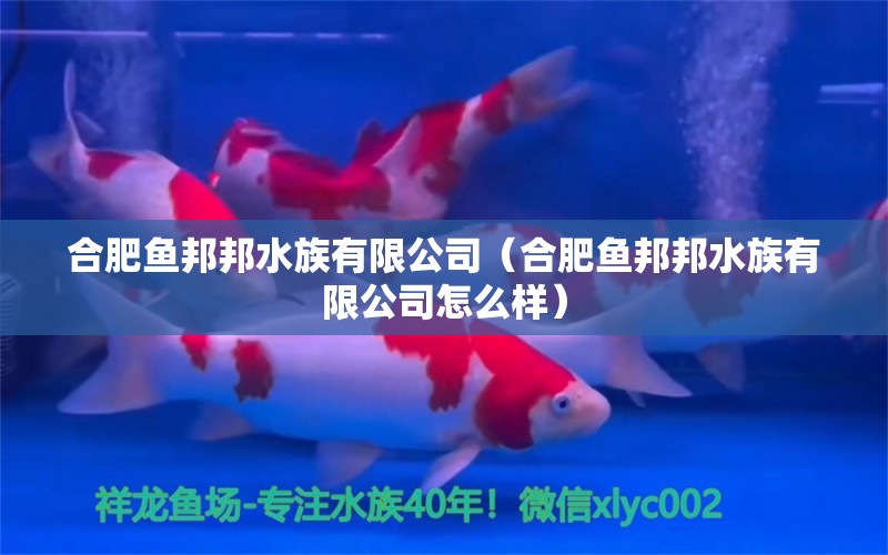 合肥鱼邦邦水族有限公司（合肥鱼邦邦水族有限公司怎么样） 全国水族馆企业名录