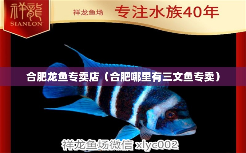 合肥龙鱼专卖店（合肥哪里有三文鱼专卖） 祥龙水族护理水 第1张