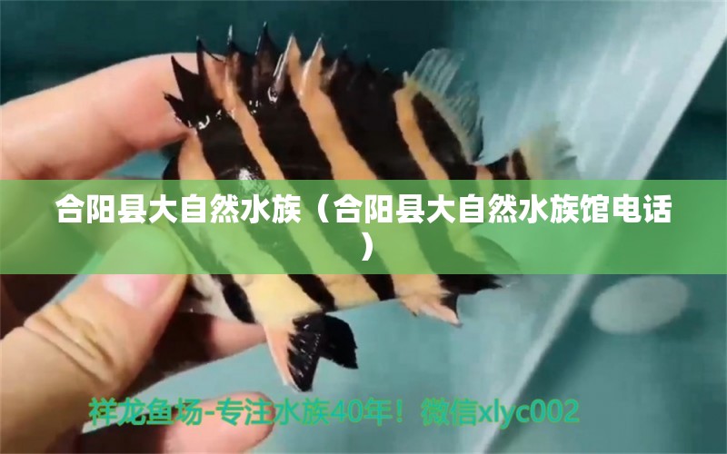 合阳县大自然水族（合阳县大自然水族馆电话）