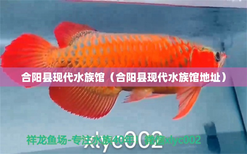 合阳县现代水族馆（合阳县现代水族馆地址）