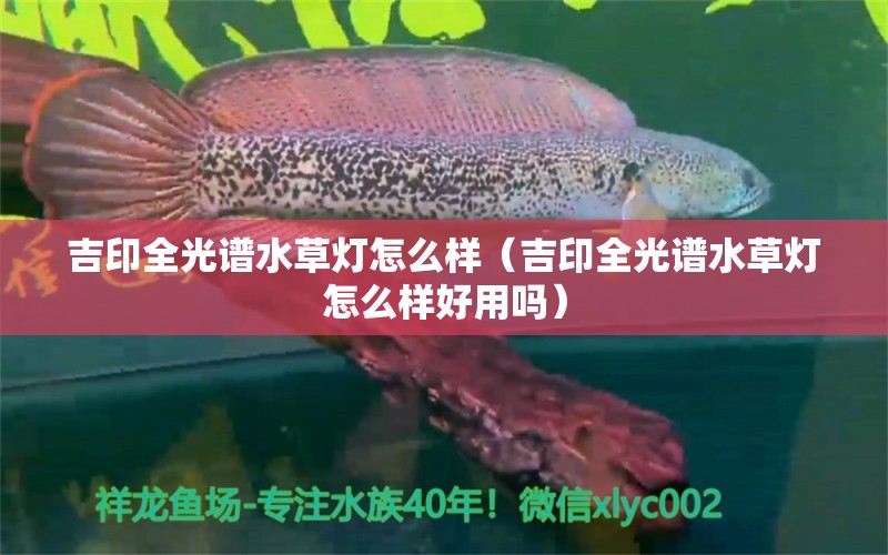 吉印全光谱水草灯怎么样（吉印全光谱水草灯怎么样好用吗） 吉印水族