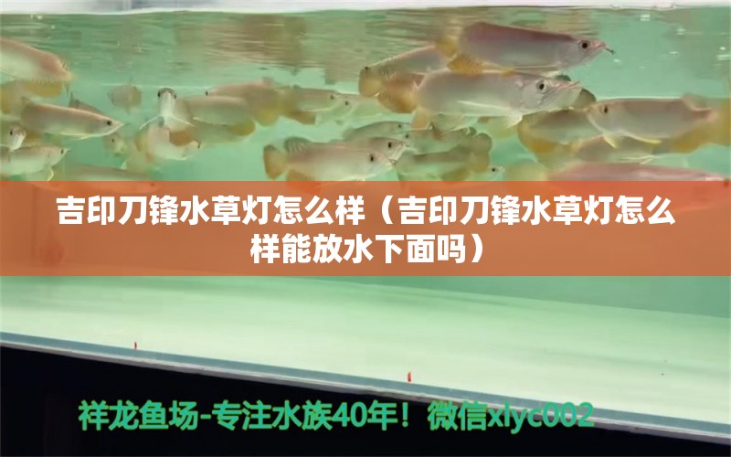 吉印刀锋水草灯怎么样（吉印刀锋水草灯怎么样能放水下面吗）