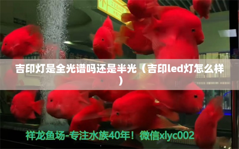 吉印灯是全光谱吗还是半光（吉印led灯怎么样） 祥龙龙鱼专用水族灯