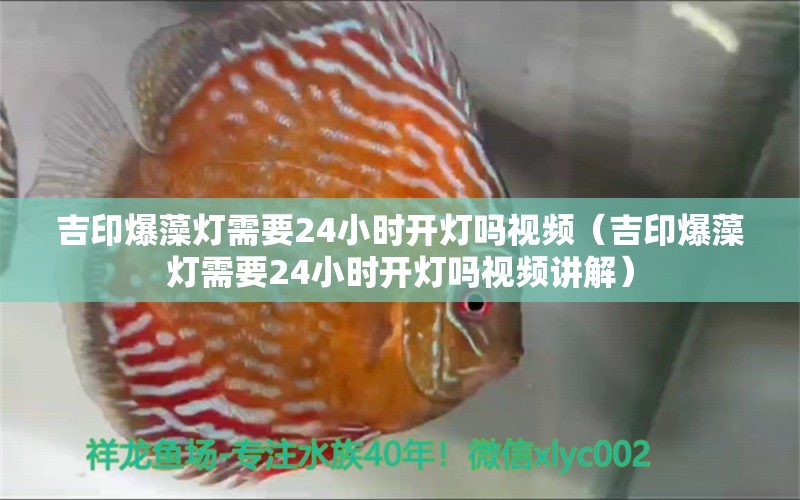 吉印爆藻灯需要24小时开灯吗视频（吉印爆藻灯需要24小时开灯吗视频讲解）