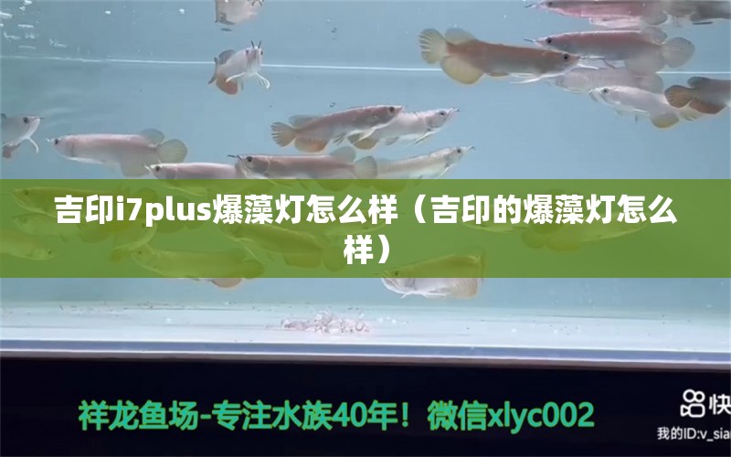 吉印i7plus爆藻灯怎么样（吉印的爆藻灯怎么样）