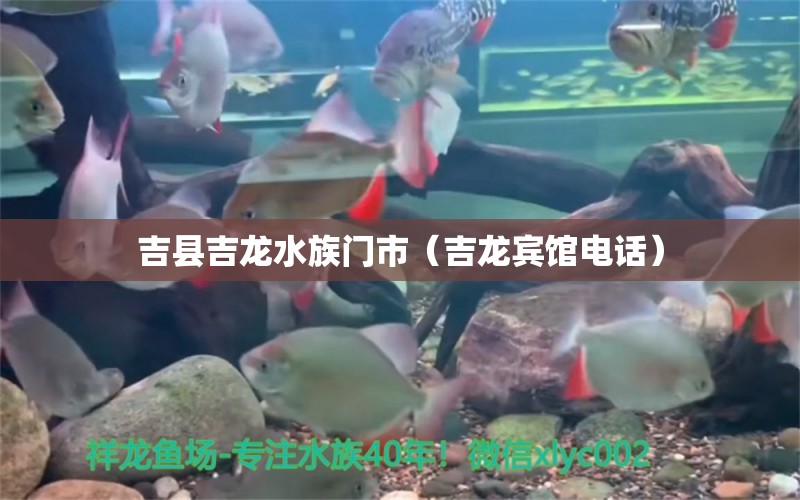 吉县吉龙水族门市（吉龙宾馆电话） 全国水族馆企业名录