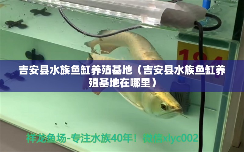 吉安县水族鱼缸养殖基地（吉安县水族鱼缸养殖基地在哪里） 其他品牌鱼缸