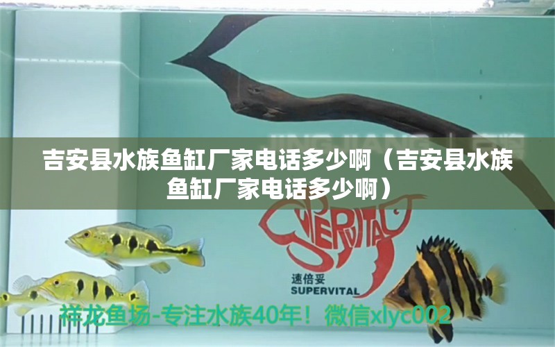 吉安县水族鱼缸厂家电话多少啊（吉安县水族鱼缸厂家电话多少啊）