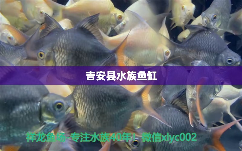 吉安县水族鱼缸