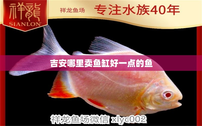 吉安哪里卖鱼缸好一点的鱼 水族问答 第2张