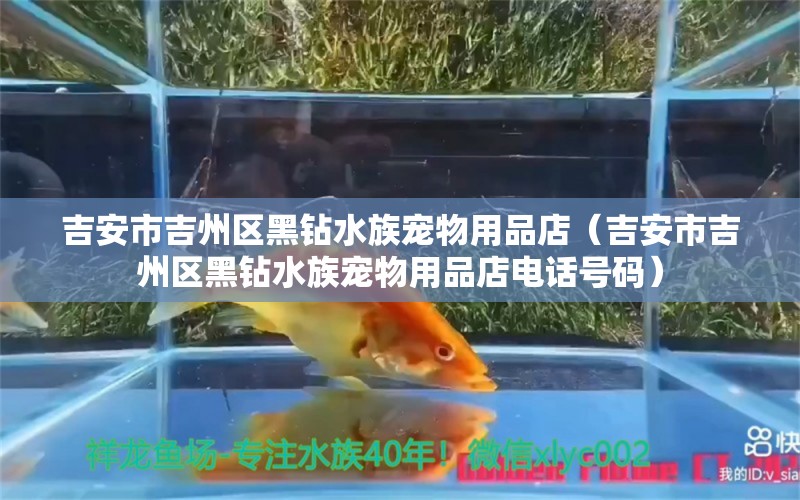 吉安市吉州区黑钻水族宠物用品店（吉安市吉州区黑钻水族宠物用品店电话号码） 全国水族馆企业名录