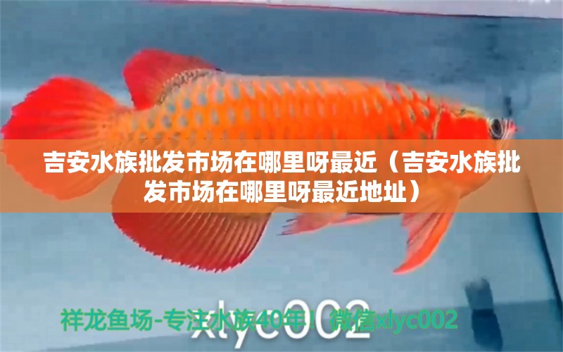 吉安水族批发市场在哪里呀最近（吉安水族批发市场在哪里呀最近地址） 观赏鱼水族批发市场