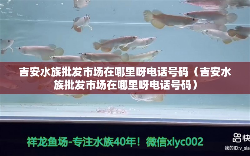 吉安水族批发市场在哪里呀电话号码（吉安水族批发市场在哪里呀电话号码） 黑白双星