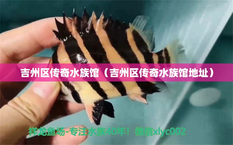 吉州区传奇水族馆（吉州区传奇水族馆地址）