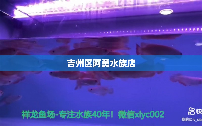 吉州区阿勇水族店 全国水族馆企业名录 第1张