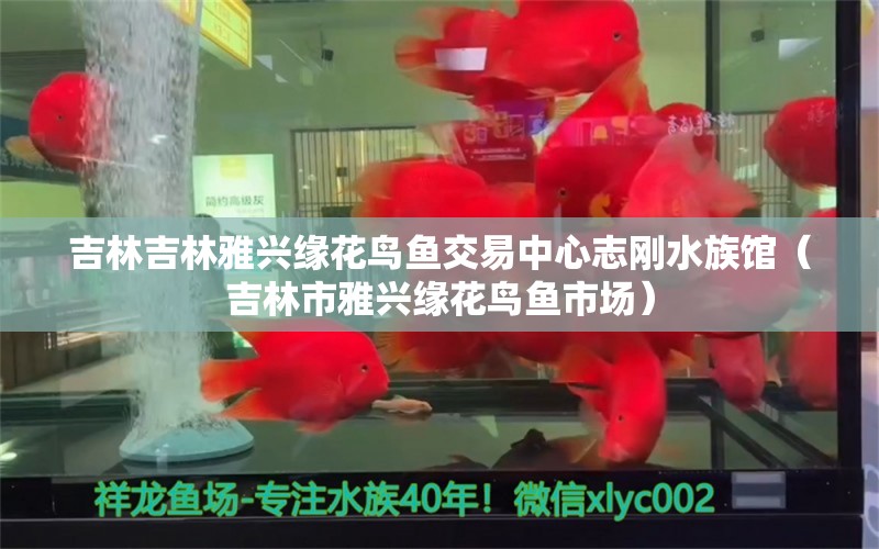 吉林吉林雅兴缘花鸟鱼交易中心志刚水族馆（吉林市雅兴缘花鸟鱼市场）