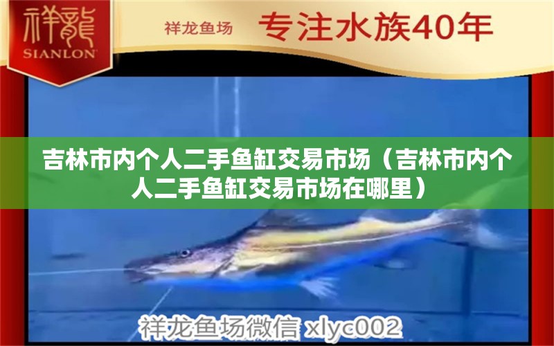 吉林市内个人二手鱼缸交易市场（吉林市内个人二手鱼缸交易市场在哪里） 观赏鱼市场（混养鱼）