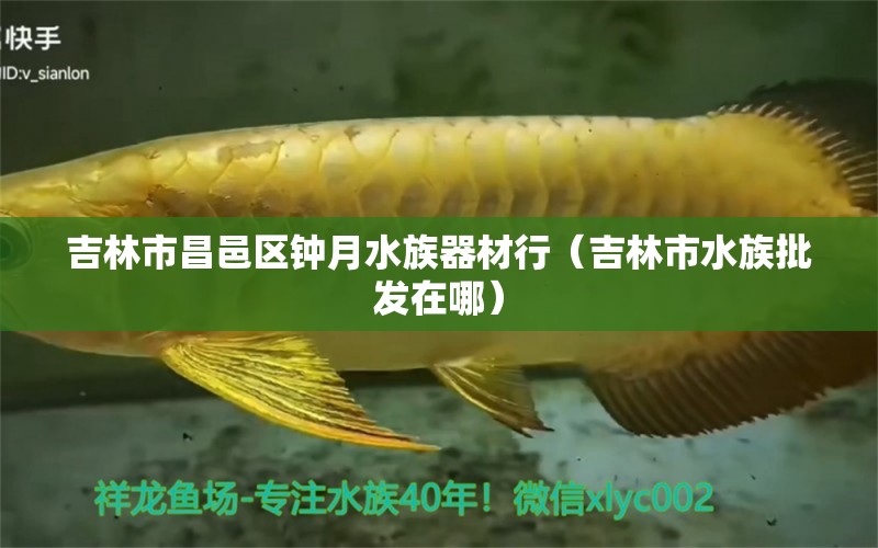 吉林市昌邑区钟月水族器材行（吉林市水族批发在哪） 全国水族馆企业名录