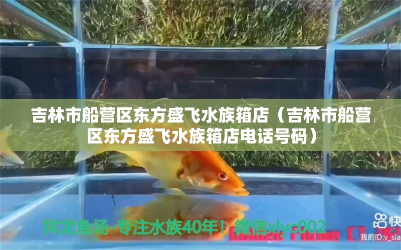 吉林市船营区东方盛飞水族箱店（吉林市船营区东方盛飞水族箱店电话号码）