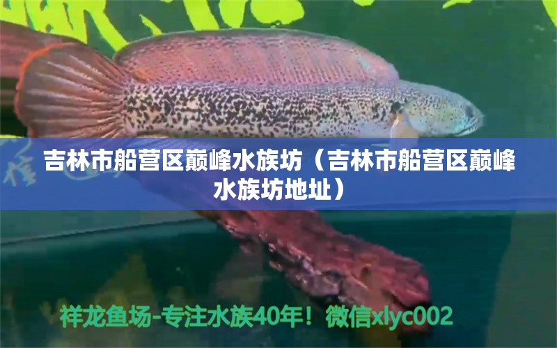 吉林市船营区巅峰水族坊（吉林市船营区巅峰水族坊地址）