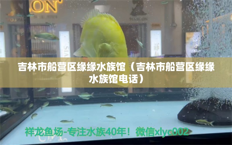 吉林市船营区缘缘水族馆（吉林市船营区缘缘水族馆电话） 全国水族馆企业名录