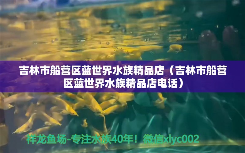 吉林市船营区蓝世界水族精品店（吉林市船营区蓝世界水族精品店电话） 全国水族馆企业名录