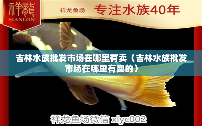 吉林水族批发市场在哪里有卖（吉林水族批发市场在哪里有卖的）