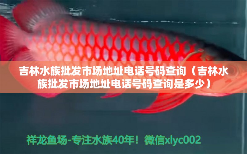 吉林水族批发市场地址电话号码查询（吉林水族批发市场地址电话号码查询是多少） 观赏鱼水族批发市场