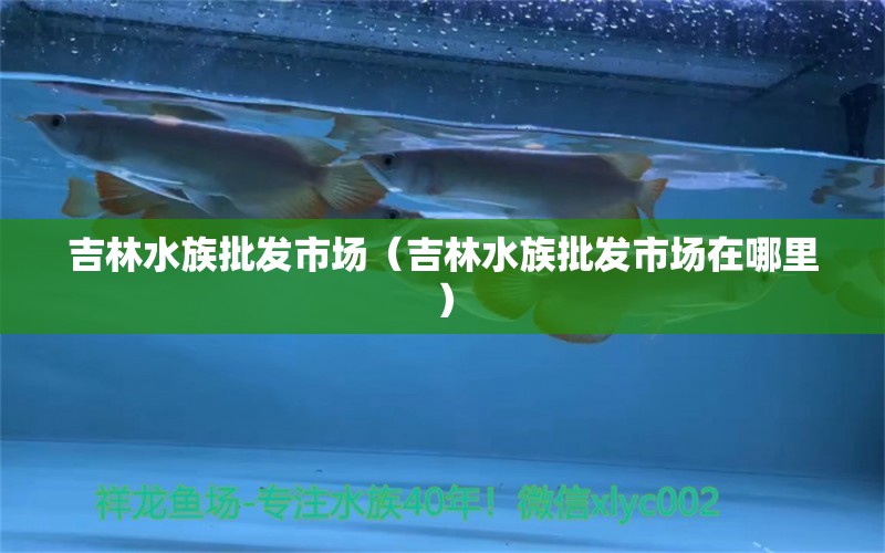 吉林水族批发市场（吉林水族批发市场在哪里） 观赏鱼水族批发市场