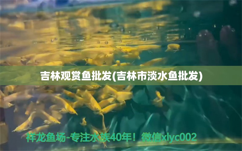 吉林观赏鱼批发(吉林市淡水鱼批发) 观赏鱼批发