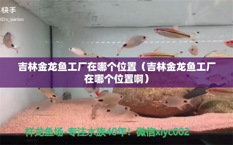 吉林金龙鱼工厂在哪个位置（吉林金龙鱼工厂在哪个位置啊） 祥龙水族医院