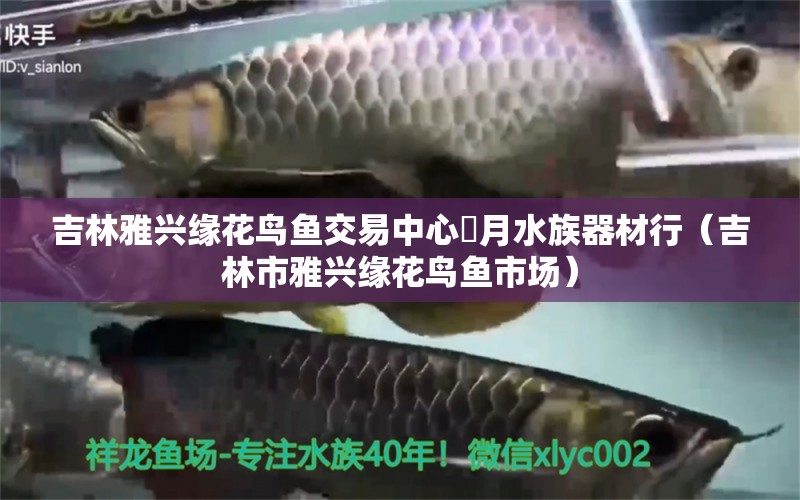 吉林雅兴缘花鸟鱼交易中心鐘月水族器材行（吉林市雅兴缘花鸟鱼市场）