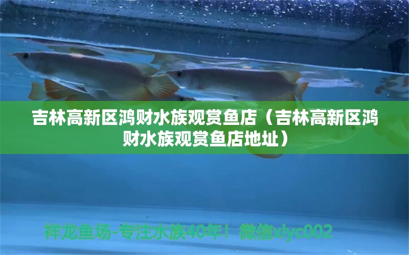 吉林高新区鸿财水族观赏鱼店（吉林高新区鸿财水族观赏鱼店地址）