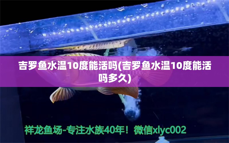 吉罗鱼水温10度能活吗(吉罗鱼水温10度能活吗多久)