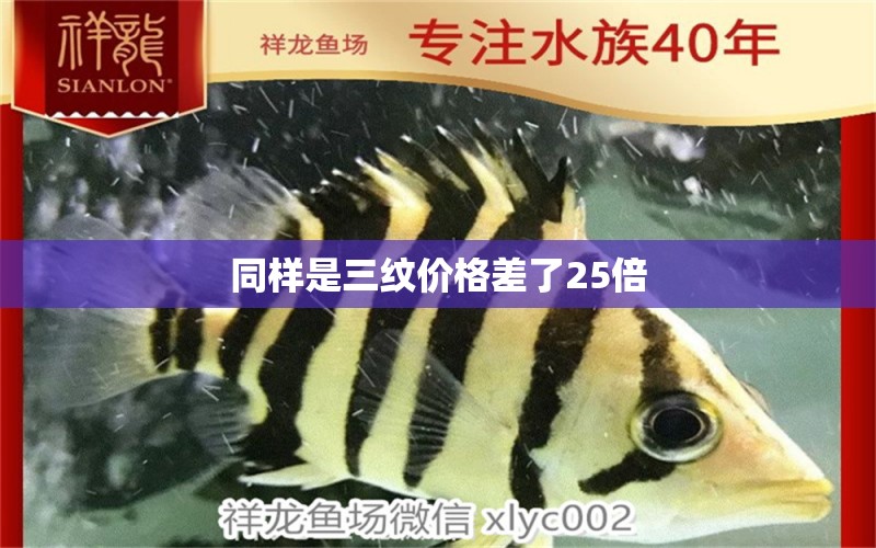 同样是三纹价格差了25倍