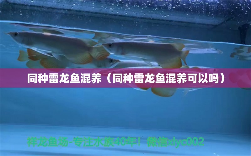 同种雷龙鱼混养（同种雷龙鱼混养可以吗） 祥龙水族医院