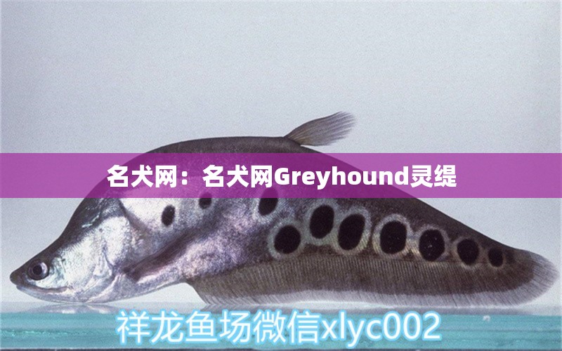 名犬网：名犬网Greyhound灵缇 狗狗（犬） 第1张