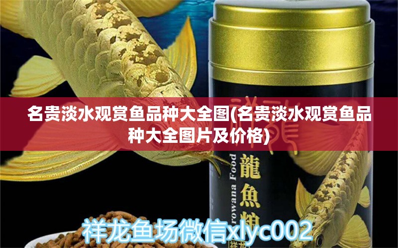 名贵淡水观赏鱼品种大全图(名贵淡水观赏鱼品种大全图片及价格) 哥伦比亚巨暴鱼苗