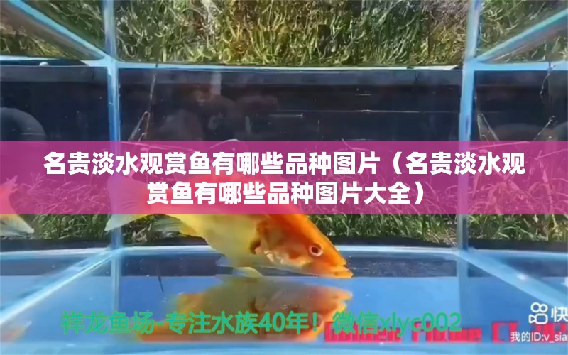 名贵淡水观赏鱼有哪些品种图片（名贵淡水观赏鱼有哪些品种图片大全）