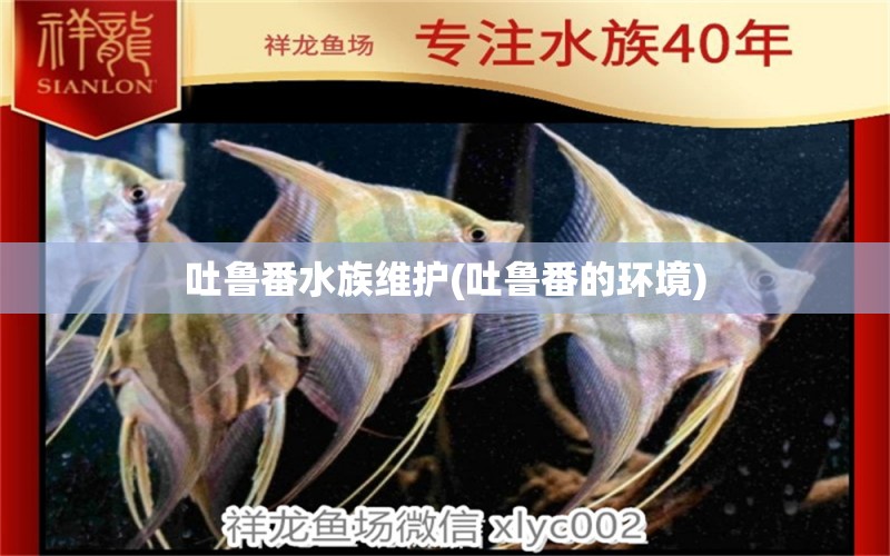 吐鲁番水族维护(吐鲁番的环境) 熊猫异形鱼L46 第1张