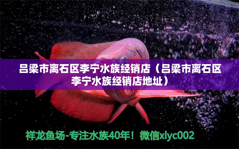 吕梁市离石区李宁水族经销店（吕梁市离石区李宁水族经销店地址）