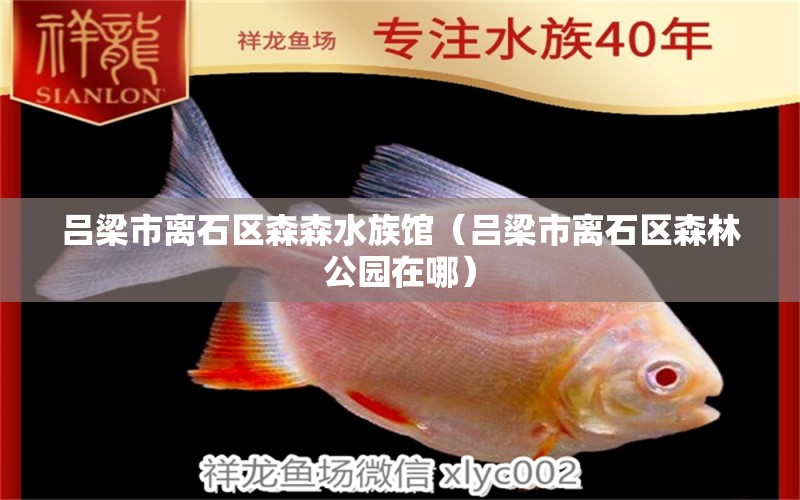 吕梁市离石区森森水族馆（吕梁市离石区森林公园在哪）