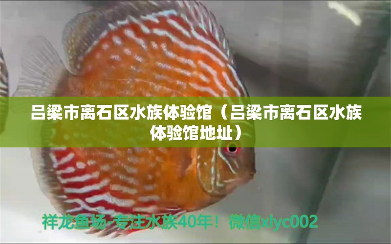 吕梁市离石区水族体验馆（吕梁市离石区水族体验馆地址） 全国水族馆企业名录