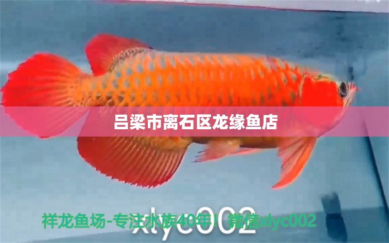 吕梁市离石区龙缘鱼店 全国水族馆企业名录 第2张