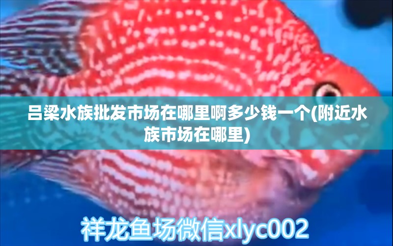 吕梁水族批发市场在哪里啊多少钱一个(附近水族市场在哪里) 观赏鱼水族批发市场