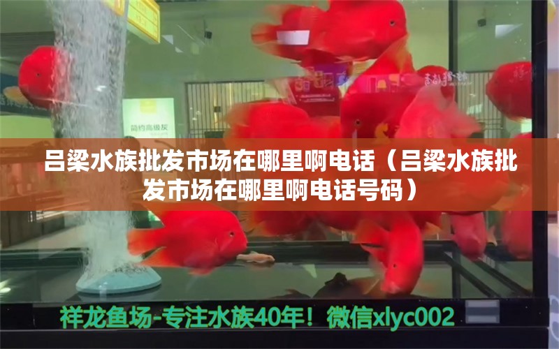 吕梁水族批发市场在哪里啊电话（吕梁水族批发市场在哪里啊电话号码）