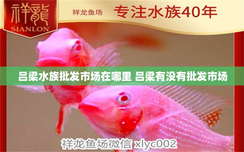 吕梁水族批发市场在哪里 吕梁有没有批发市场