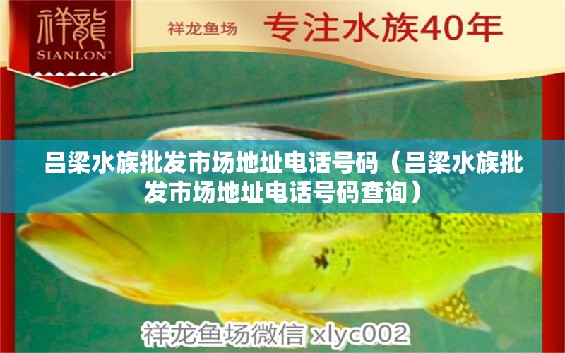 吕梁水族批发市场地址电话号码（吕梁水族批发市场地址电话号码查询） 观赏鱼水族批发市场